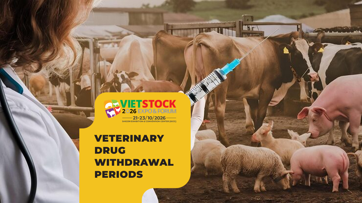 Veterinarian examining livestock, illustrating veterinary drug withdrawal periods before sale or slaughter