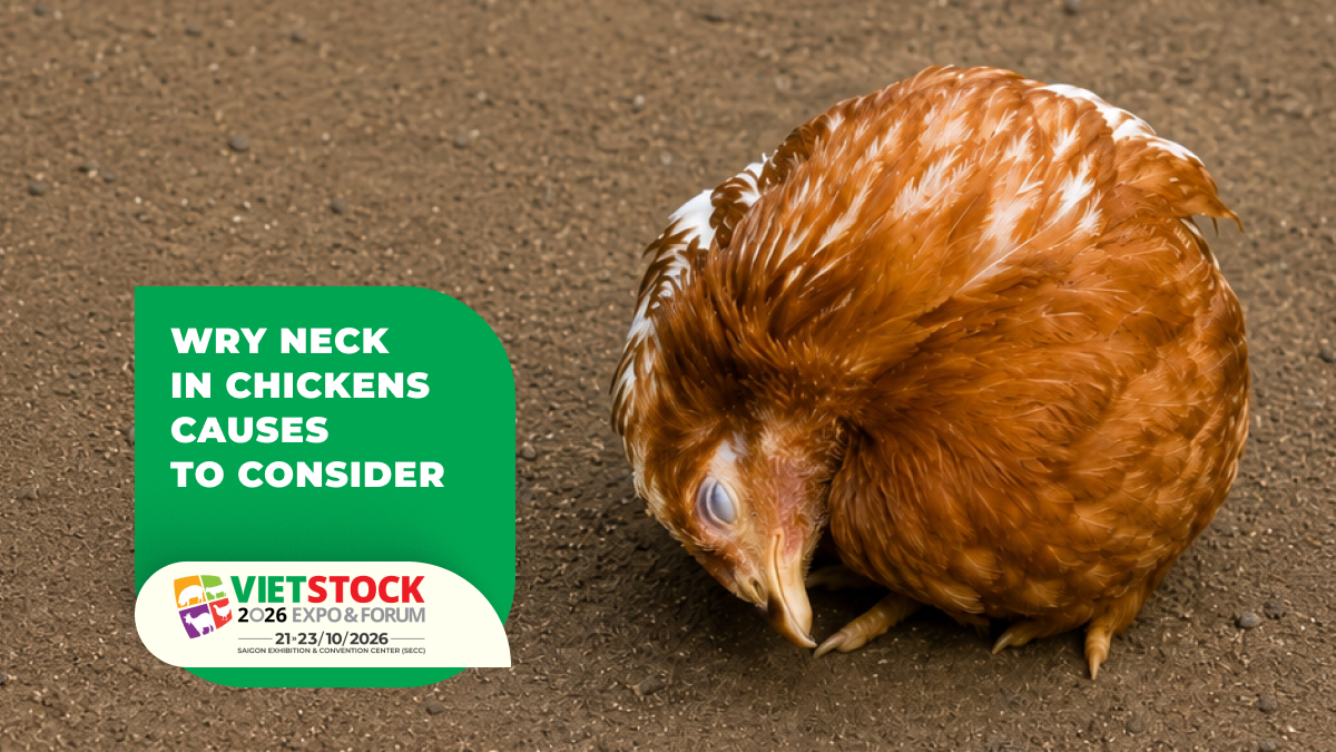 What Causes Wry Neck in Chickens? Key Differential Diagnoses and When to Call a Veterinarian