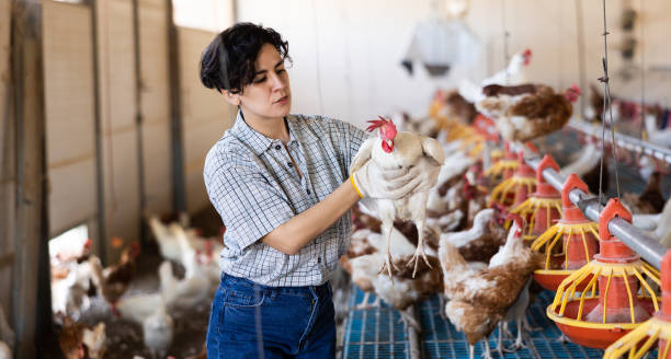 Observing a chicken with abnormal neck posture and neurological signs on a farm