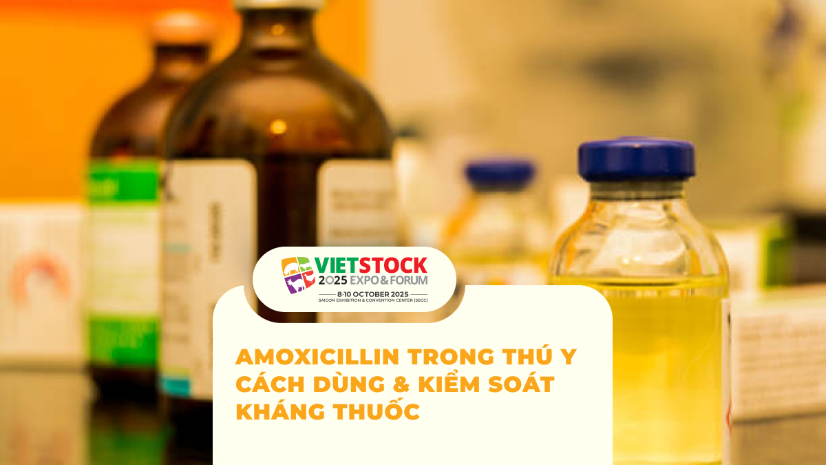 Amoxicillin Trong Thú Y: Phạm Vi Sử Dụng, Kháng Thuốc Và Lưu Ý Tồn Dư