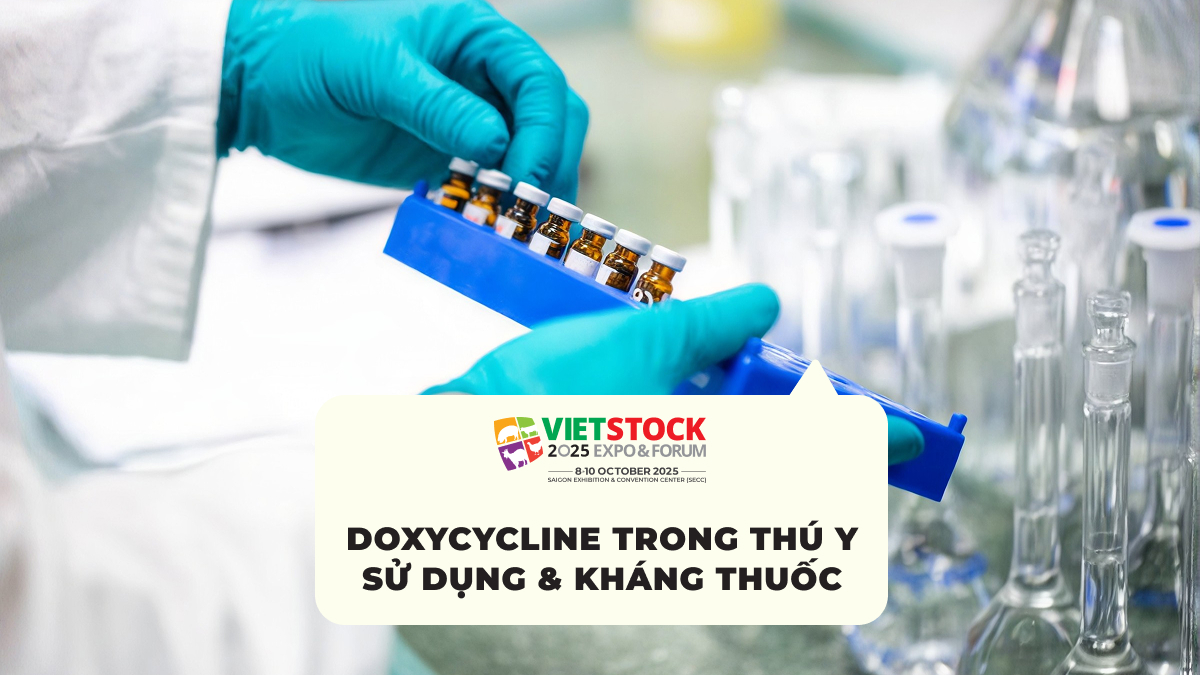 Doxycycline trong thú y và lưu ý về sử dụng kháng sinh