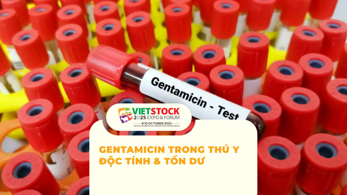 Gentamicin trong thú y và lưu ý về độc tính, tồn dư kháng sinh