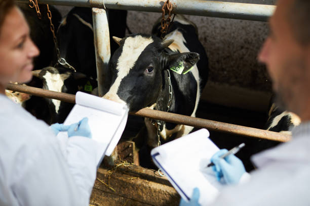 Veterinary staff examining cattle and recording information for animal disease monitoring and management.