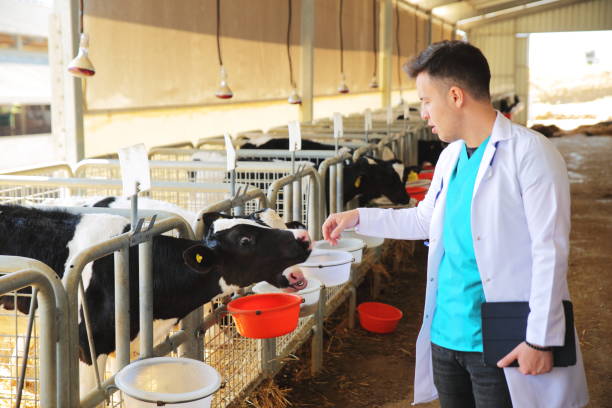 Veterinarian examining a calf at a livestock farm