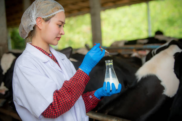 Veterinarian examining a sample at a cattle farm