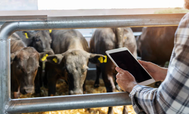 Farmer monitoring cattle with a mobile device to stay updated on animal disease conditions.