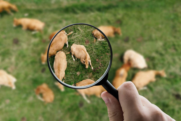 Illustration of monitoring and checking animal disease outbreak information in pig populations.