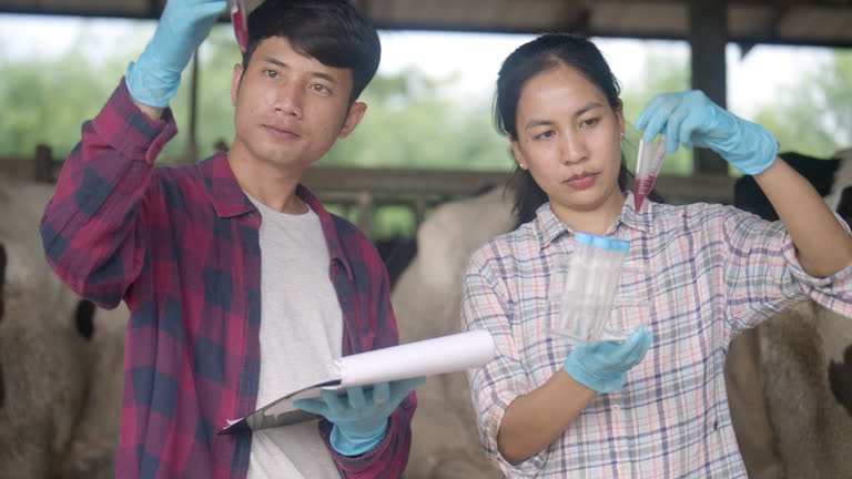 Nhân viên trang trại kiểm tra mẫu trước khi sử dụng thuốc thú y cho vật nuôi