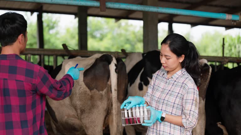 Nhân viên thú y lấy mẫu kiểm tra tại trang trại chăn nuôi bò
