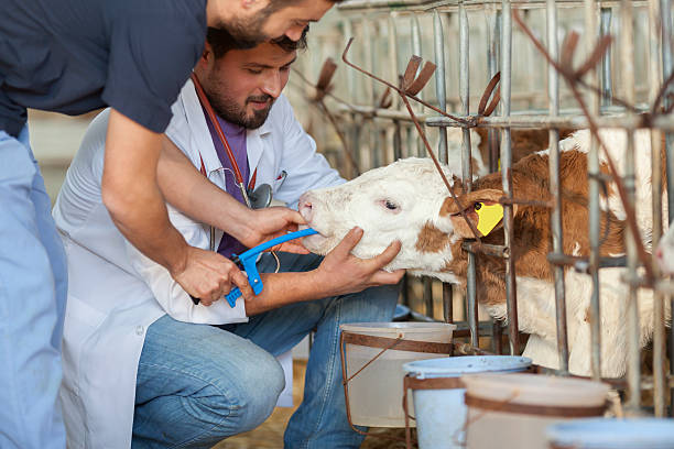 Veterinarian examining the health condition of a calf in a livestock pen