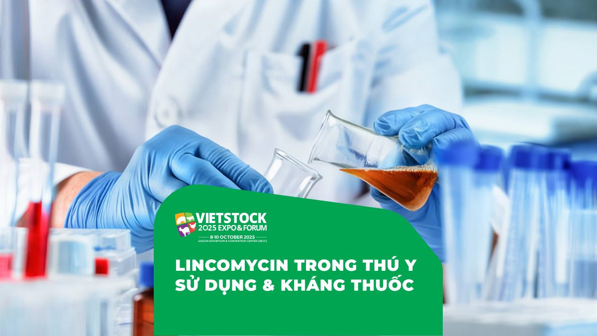Lincomycin Trong Thú Y: Đặc Điểm, Phạm Vi Sử Dụng Và Lưu Ý Kháng Thuốc
