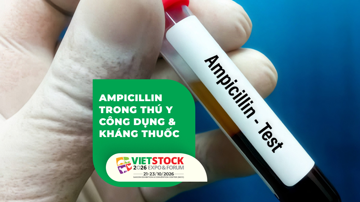 Ống xét nghiệm ampicillin minh họa kháng sinh ampicillin trong thú y