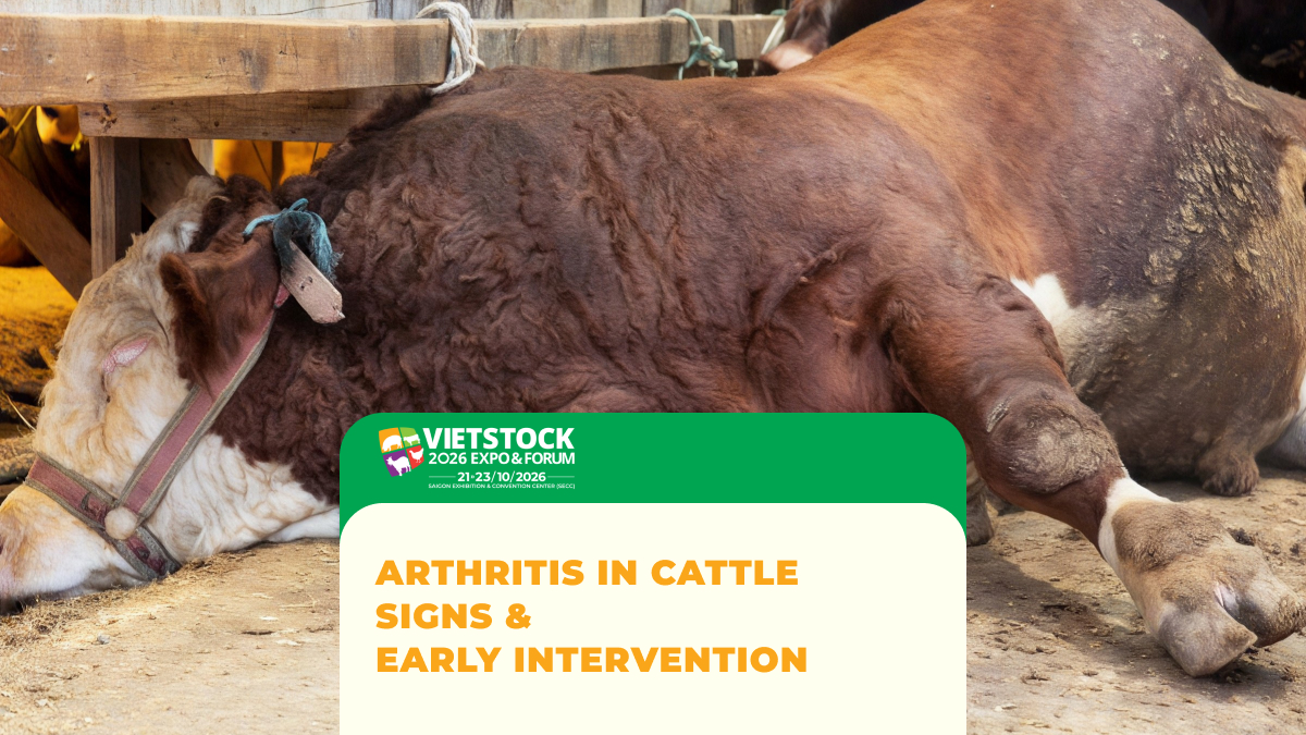 Arthritis in Cattle: Signs, Causes, and When Veterinary Intervention Is Needed