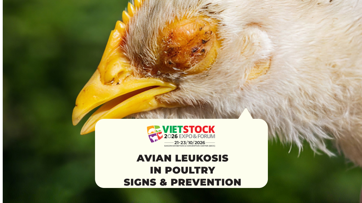 Avian Leukosis in Poultry: Signs, Transmission, and Prevention