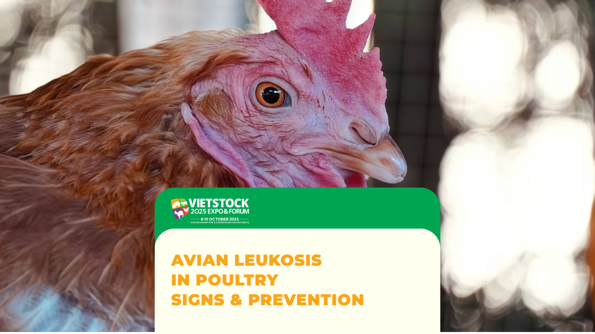 Chicken illustrating avian leukosis in poultry and disease prevention