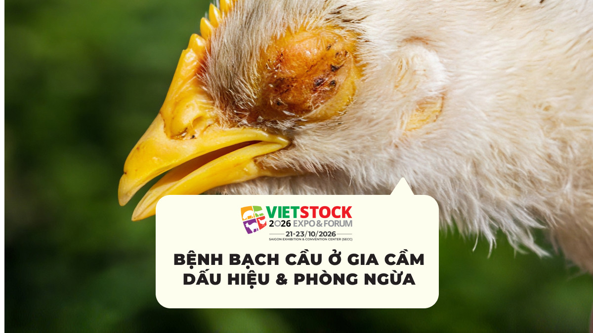 Bệnh bạch cầu ở gia cầm và dấu hiệu nhận biết trên gà