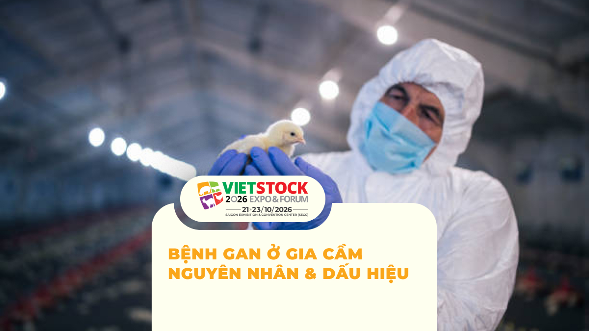 Nhân viên thú y kiểm tra gia cầm trong bài viết về bệnh gan ở gia cầm