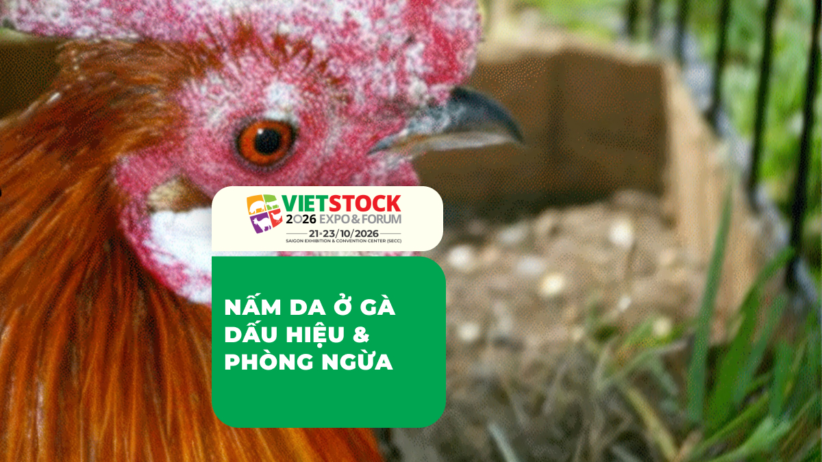 Cận cảnh đầu gà minh họa bệnh nấm da và tổn thương ngoài da ở gia cầm