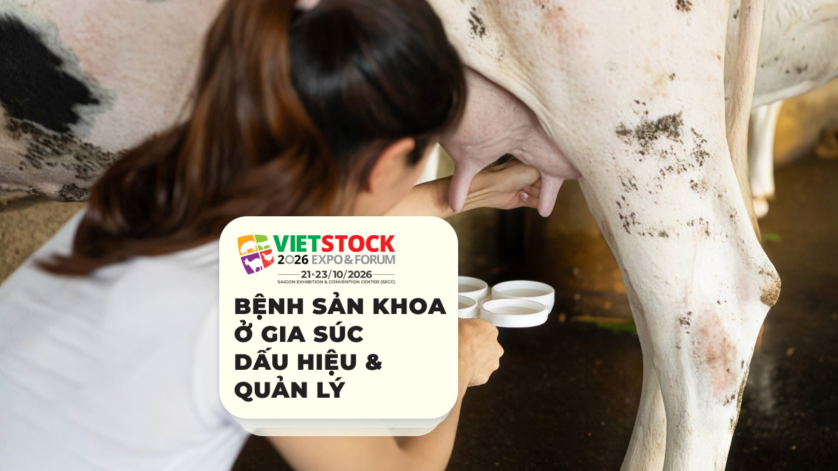 Nhân viên chăm sóc bò tại trang trại trong giai đoạn sinh sản và sau sinh