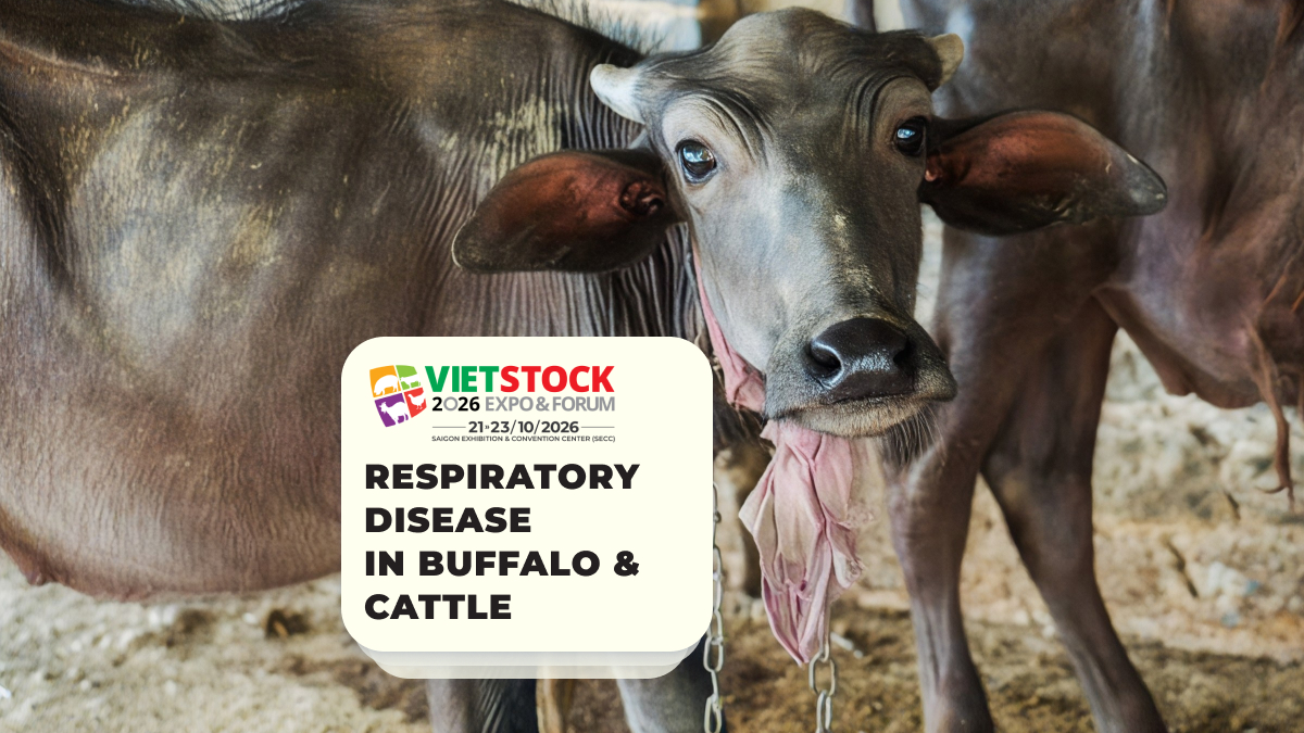 Pneumonia in Buffalo and Cattle: Signs, Risk Factors, and Prevention