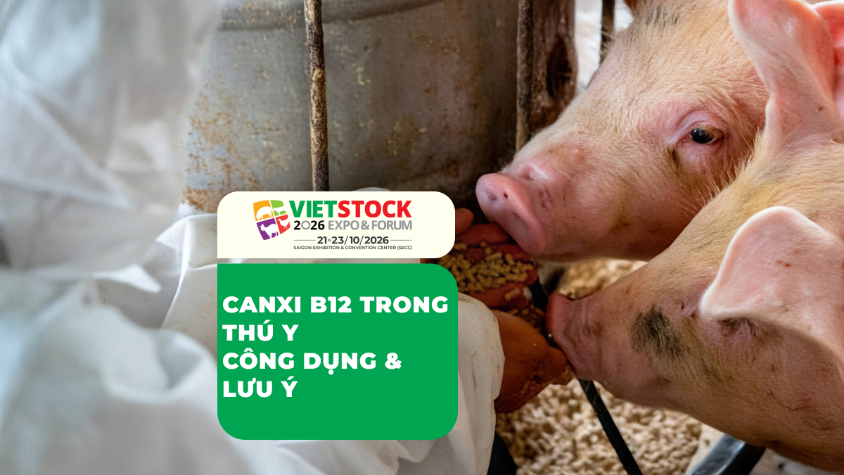 Canxi B12 Trong Thú Y: Công Dụng, Khi Nào Cần Bổ Sung Và Lưu Ý Sử Dụng