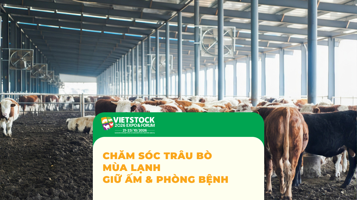 Đàn trâu bò trong chuồng nuôi được che chắn và thông gió mùa lạnh