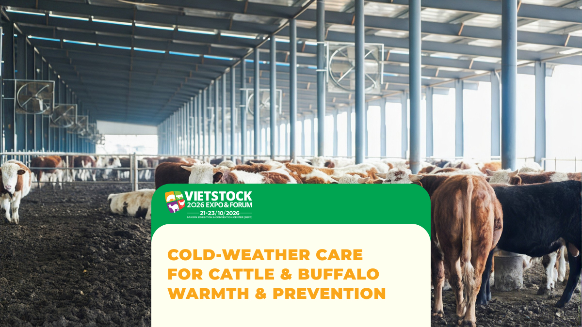 Cold-Weather Care for Cattle and Buffalo: Warmth, Nutrition, and Respiratory-Disease Prevention