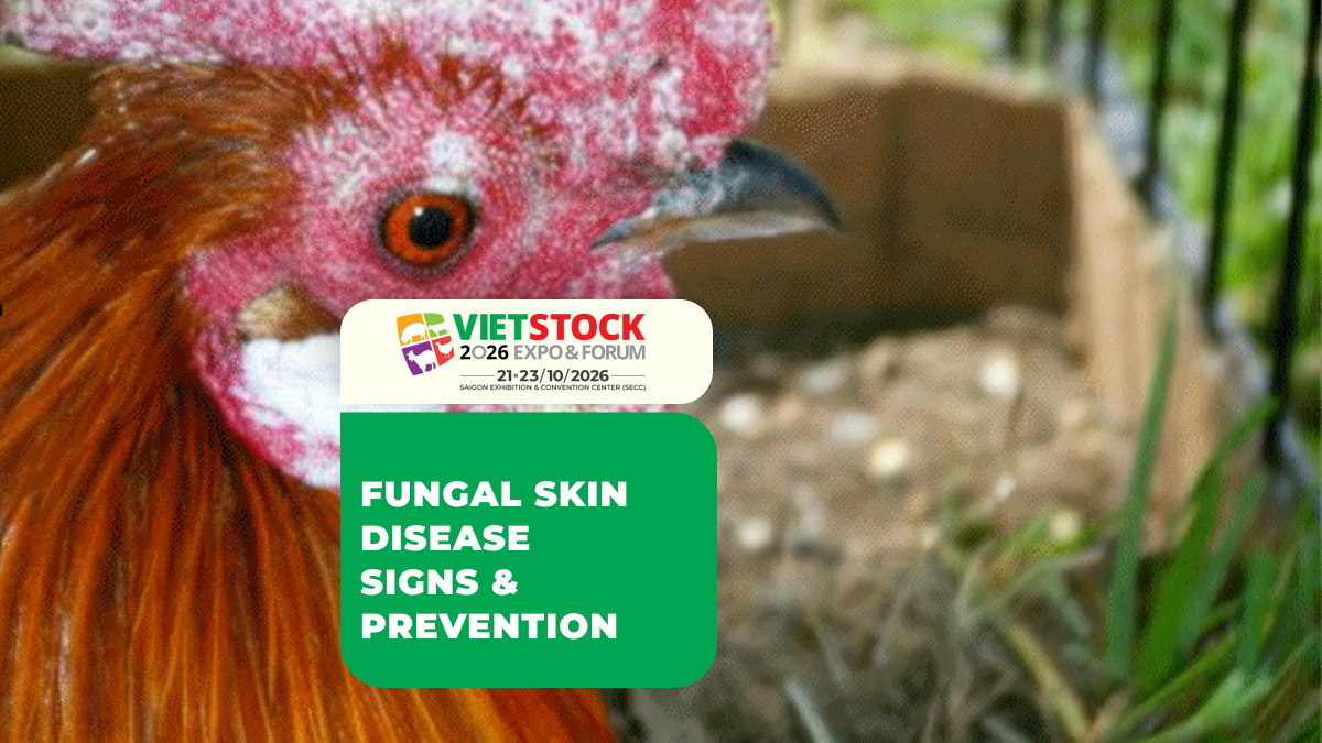 Close-up of a chicken head illustrating fungal skin disease and comb lesions