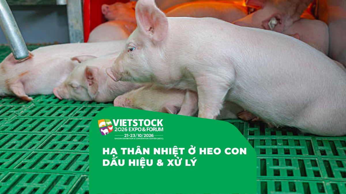Đàn heo con nằm trong khu úm tại trang trại chăn nuôi