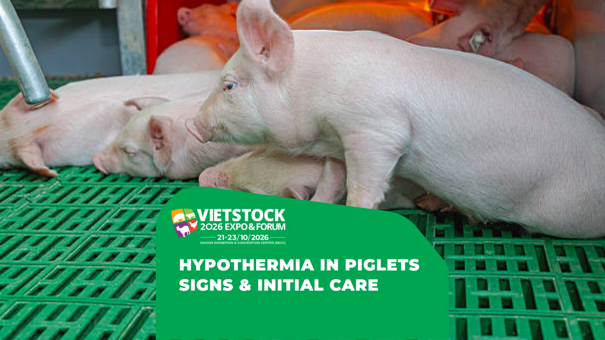 Hypothermia in Pigs: Signs, Causes, and Initial Management