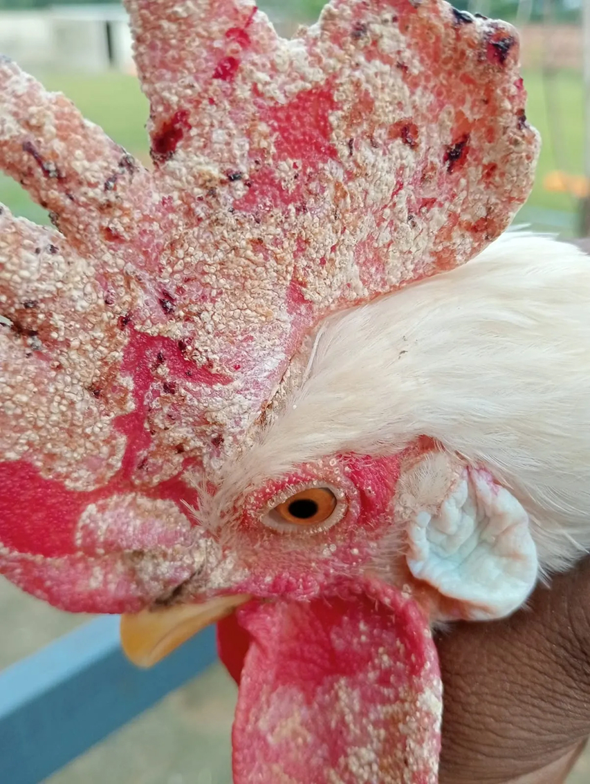 Gà có tổn thương trắng và đóng vảy trên mào minh họa trường hợp nghi nấm da cần được tách và theo dõi