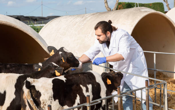 Veterinarian examining calves as part of herd health monitoring and respiratory disease prevention