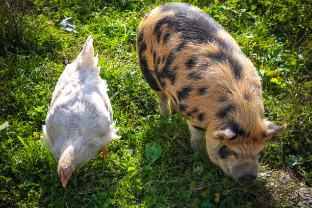 Pig and chicken in a livestock setting illustrating tylosin use across different animal species