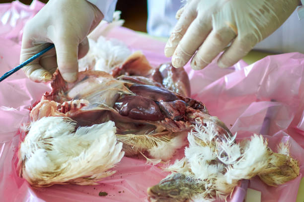 Mổ khám gà để kiểm tra tổn thương đường ruột nghi viêm ruột hoại tử