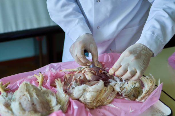 Nhân viên chuyên môn mổ khám gà để đánh giá bệnh tích ruột non do viêm ruột hoại tử