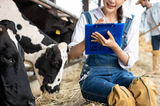 Người chăn nuôi ghi chép tình trạng bò trong quá trình theo dõi sau sinh