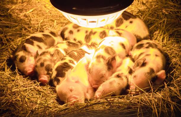 Đàn heo con nằm dưới đèn sưởi trong khu vực giữ ấm