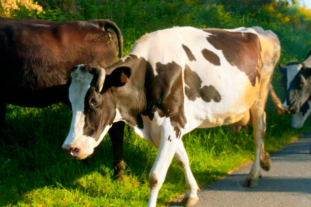 Cattle in a pasture illustrating veterinary tylosin use in beef and dairy animals