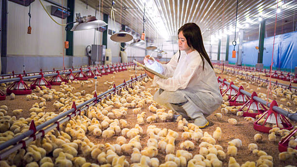 Nhân viên chăn nuôi kiểm tra đàn gà thịt trong chuồng để theo dõi sức khỏe đường ruột