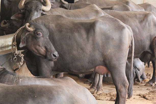 Đàn trâu bò trong khu vực chăn nuôi