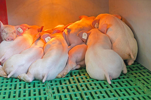 Đàn heo con nằm trong khu úm có nguồn sưởi tại trang trại