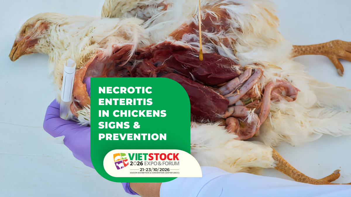 Necrotic Enteritis in Chickens: Signs, Risk Factors, and Prevention