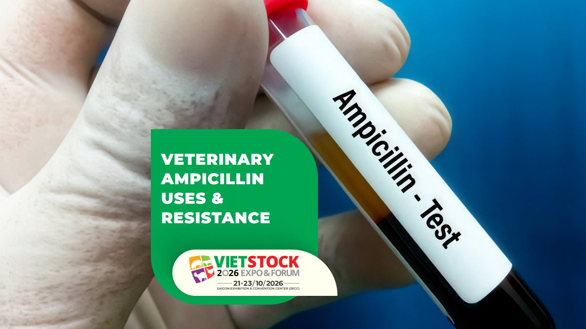 Ampicillin in Veterinary Medicine: Uses, Antimicrobial Resistance, and Withdrawal Periods