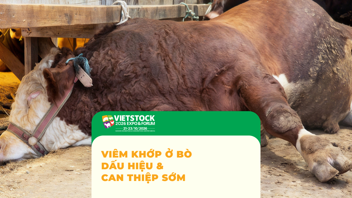 Viêm khớp ở bò và dấu hiệu khập khiễng cần được kiểm tra