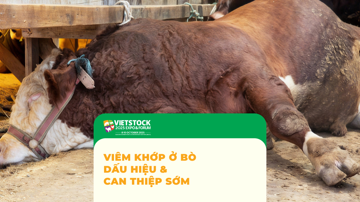 Viêm khớp ở bò và dấu hiệu khập khiễng cần được kiểm tra