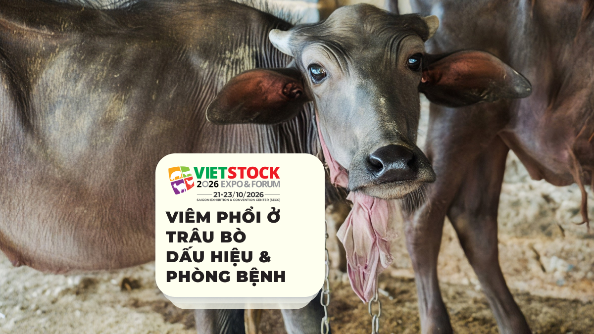 Trâu bò có biểu hiện dịch tiết quanh mũi miệng minh họa dấu hiệu bệnh hô hấp