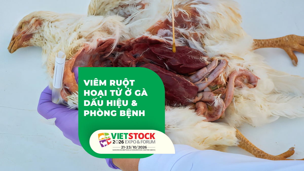 Mổ khám gà để đánh giá tổn thương đường ruột nghi viêm ruột hoại tử